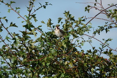 Carduelis carduelis