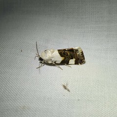 Acontia lucida