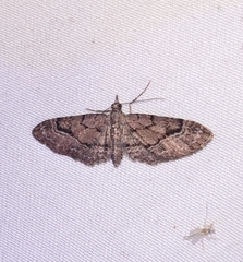 Eupithecia unicolor