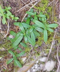 Polygaloides chamaebuxus