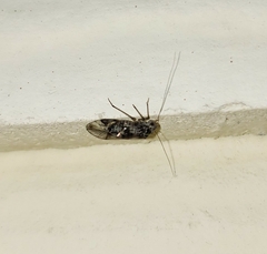 Psocidae