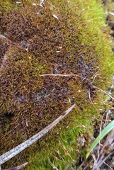 Ditrichum heteromallum