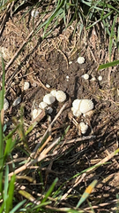 Lycoperdon marginatum