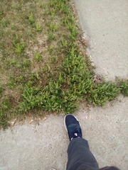 Ambrosia psilostachya