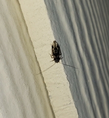 Psocidae