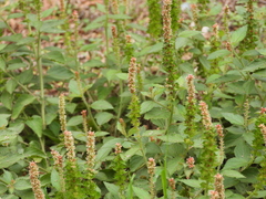 Acalypha phleoides
