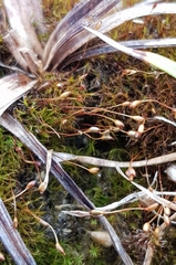 Ditrichum heteromallum