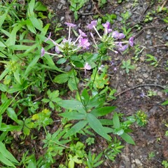 Phlox
