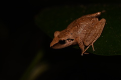 Pristimantis reichlei