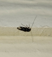 Psocidae