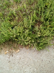 Ambrosia psilostachya