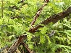 Taxodium distichum