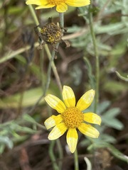 Eriophyllum lanatum