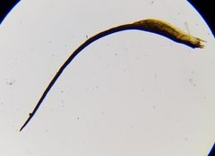 Ditrichum heteromallum