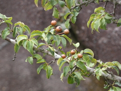 Pyrus cordata