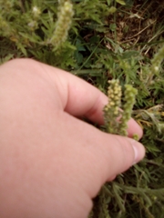 Ambrosia psilostachya