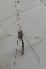 Bubopsis agrionoides