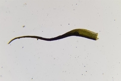 Ditrichum heteromallum