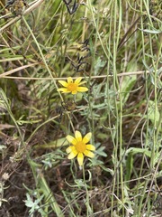 Eriophyllum lanatum
