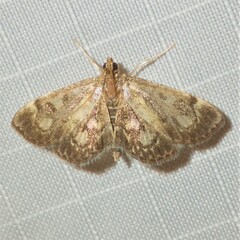 Anania coronata