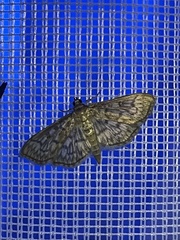 Herpetogramma