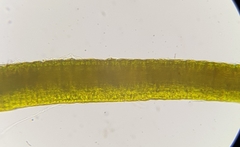 Ditrichum heteromallum