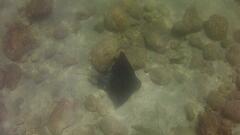 Myliobatis tenuicaudatus