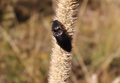 Insecta
