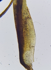 Ditrichum heteromallum