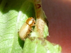 Cryptocephalus