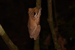 Osteocephalus taurinus