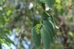 Agonandra racemosa