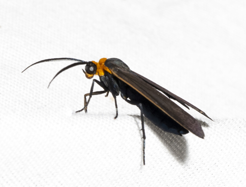 Yellow-collared Scape Moth, photo 8 of 9