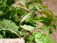 Cryptocephalus