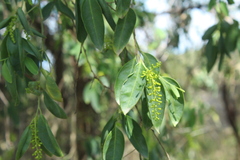 Agonandra racemosa