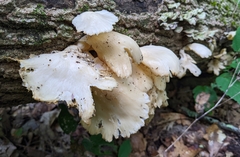 Pleurotus