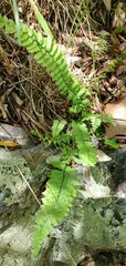 Asplenium
