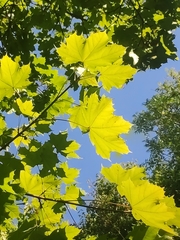 Acer platanoides