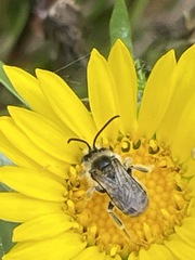 Melissodes microstictus