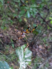 Trichonephila clavipes