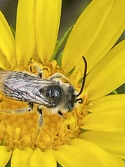 Melissodes microstictus