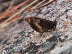 Hipparchia alcyone