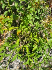 Solanum emulans