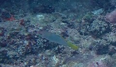 Halichoeres hortulanus