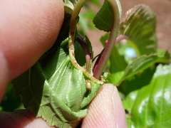 Cryptocephalus