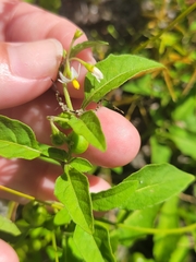 Solanum emulans