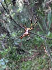 Trichonephila clavipes
