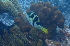 Canthigaster valentini