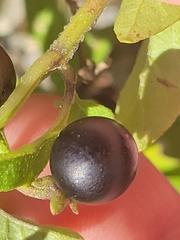 Solanum emulans