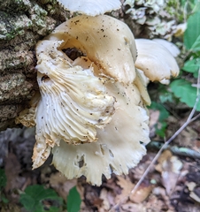 Pleurotus